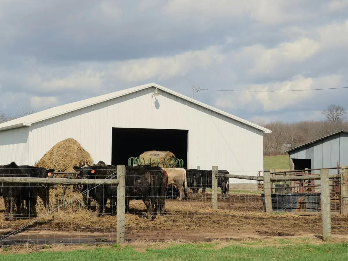 Cattle beside a barn stacked with hay