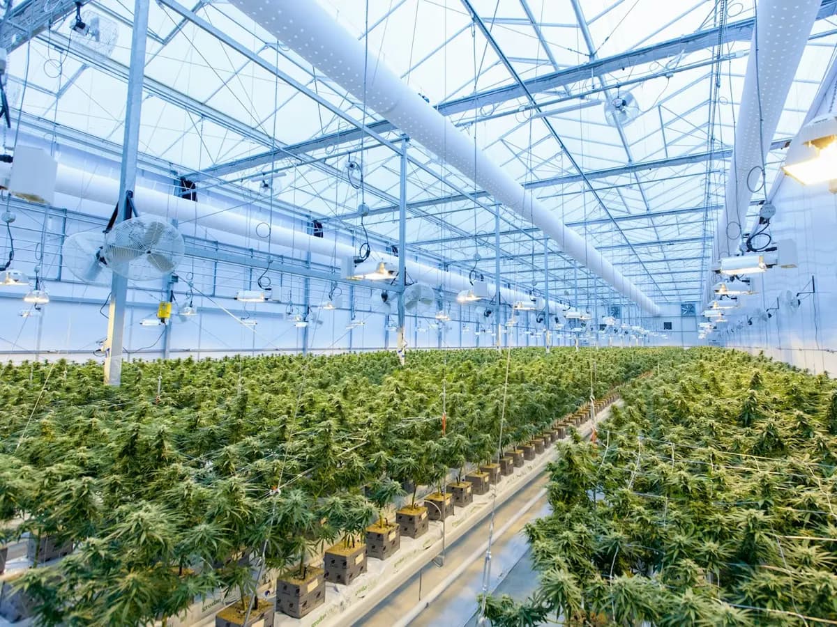 Rows of plants growing in a cultivation greenhouse