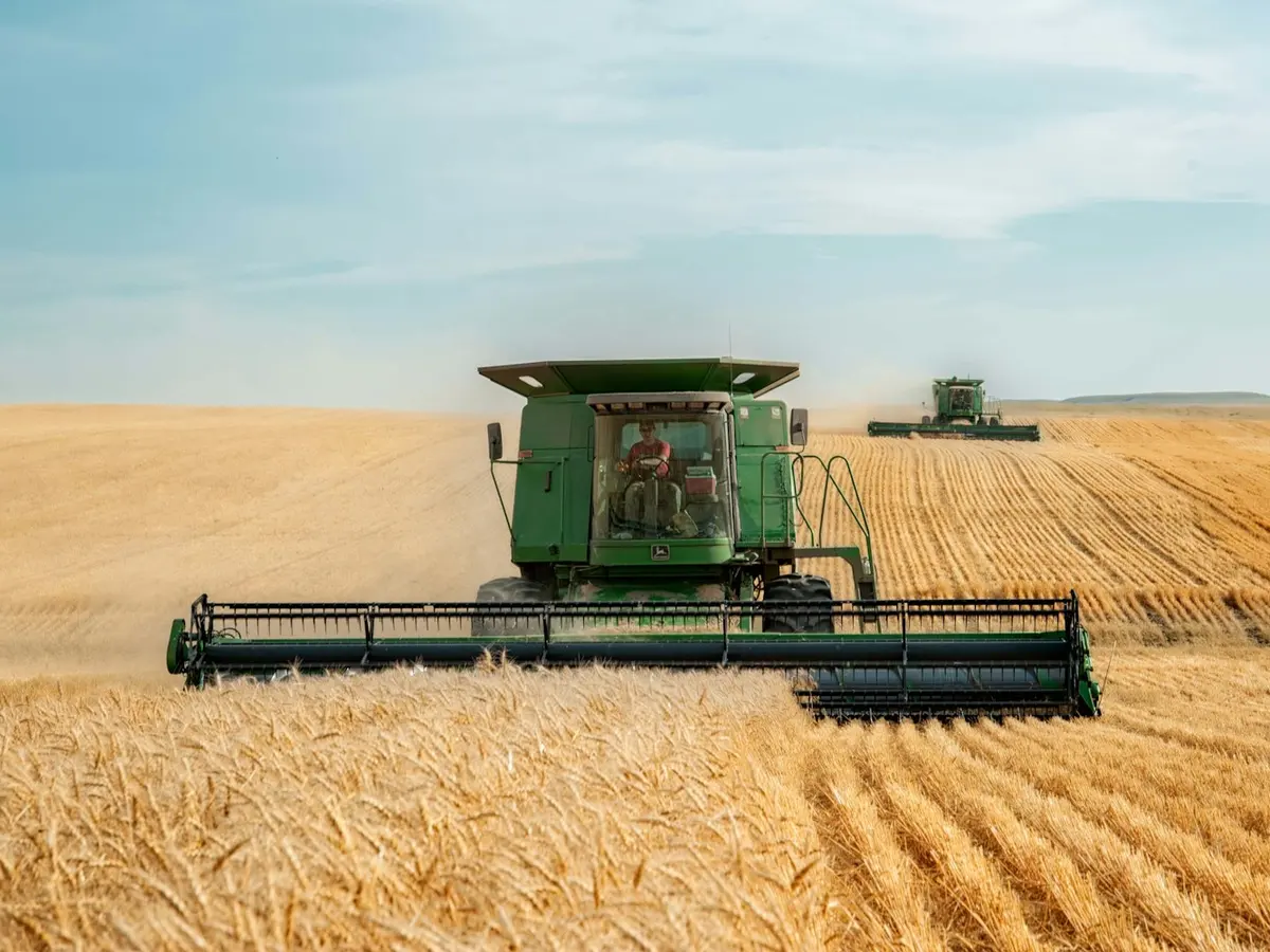 Combine harvester cutting a wheat field